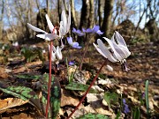 40  Denti di cane (Erythronium dens-canis)